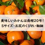 【温州みかん】「南柑（なんかん）20号」は柑橘ソムリエが選んだ一番おいしいみかん